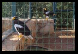 Pafos Zoo -30-05-2017 - Bogdan Balaban
